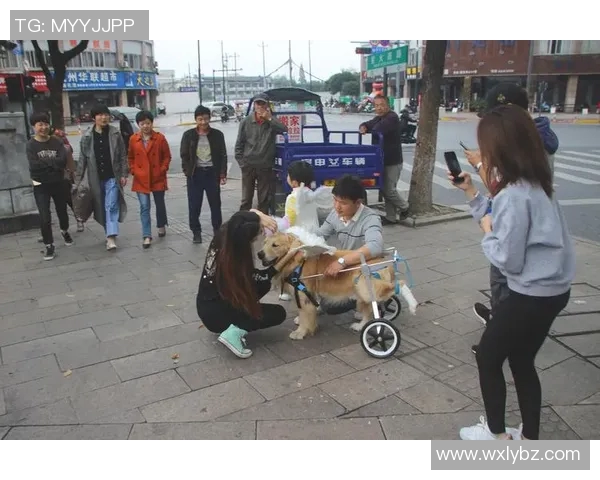 亚特兰大兽医院成功救助受伤金毛，温暖人心